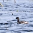 Grèbe esclavon en Lorraine